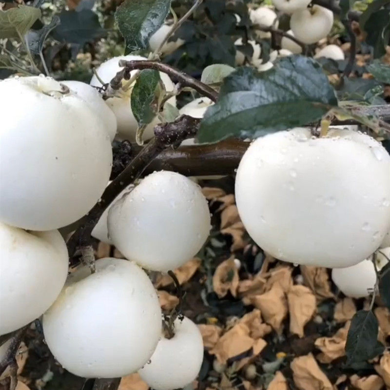 奶油富士，水分足，甜度高，基地直供，品质保证