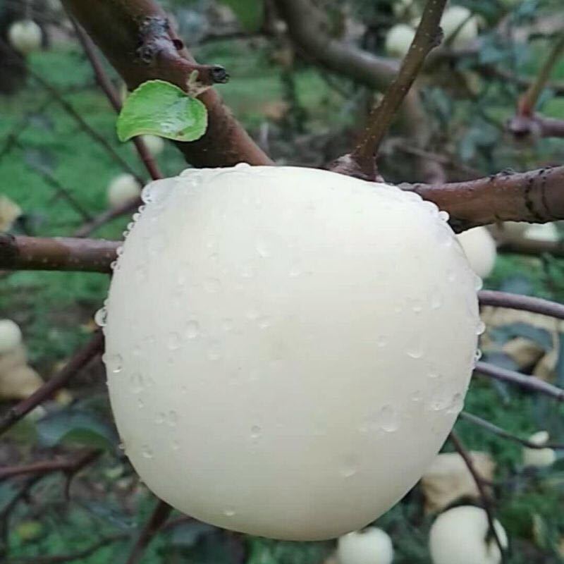 奶油富士，水分足，甜度高，基地直供，品质保证