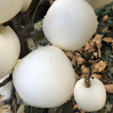 奶油富士,水分足,甜度高,基地直供,品质保证