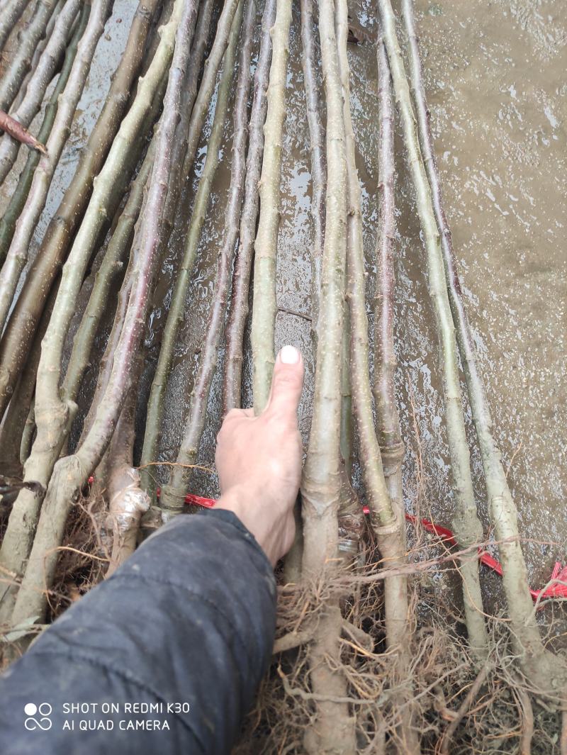奶油富士，水分足，甜度高，基地直供，品质保证