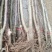 奶油富士,水分足,甜度高,基地直供,品质保证