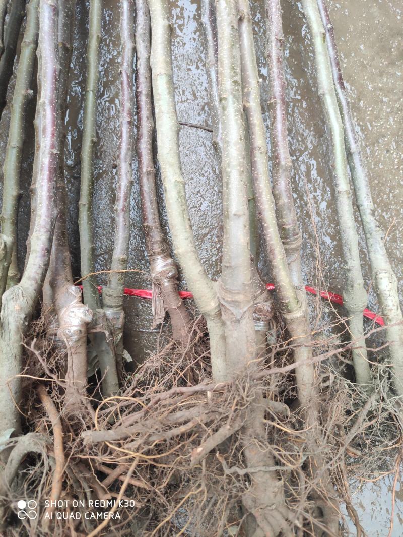 奶油富士，水分足，甜度高，基地直供，品质保证