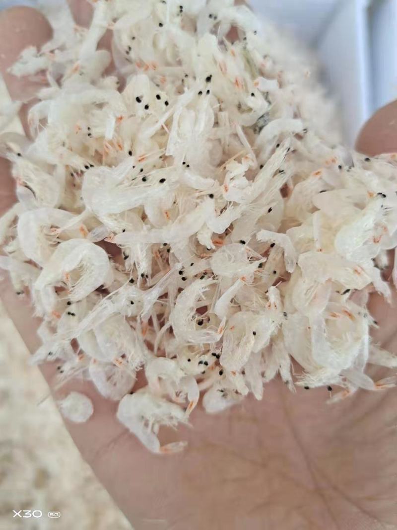 无盐淡干虾皮！补钙佳品！一手货源！量大从优！