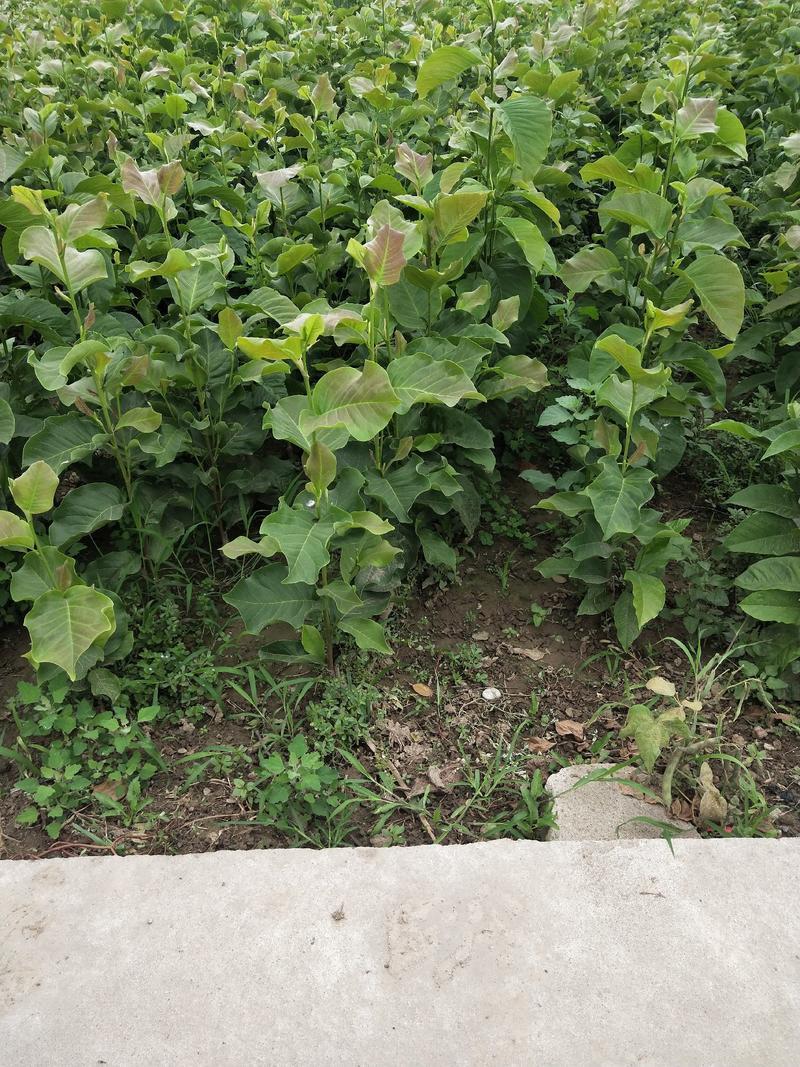 紫玉兰小苗1-5公分欢迎大家陕西省宝鸡苗木