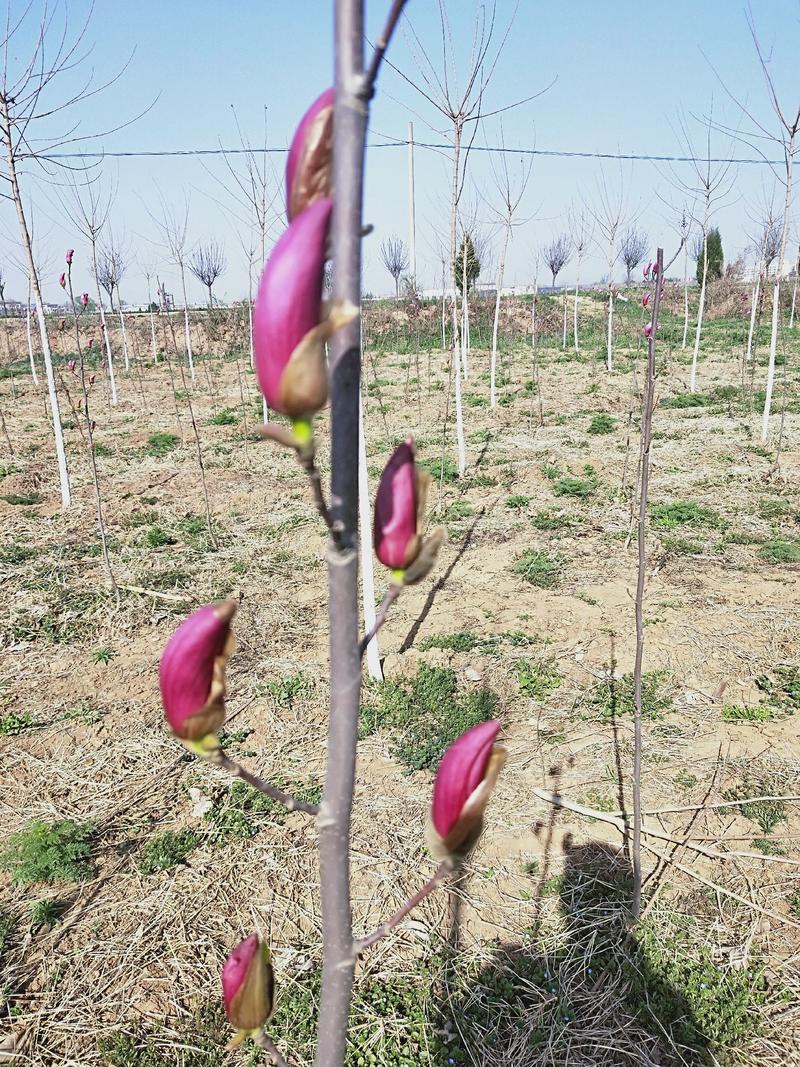 紫玉兰小苗1-5公分欢迎大家陕西省宝鸡苗木