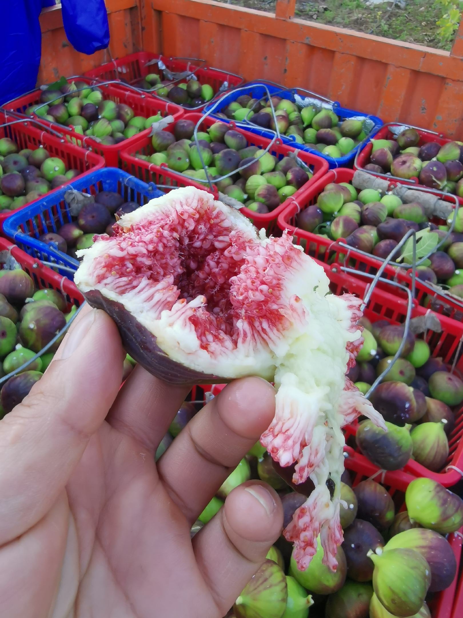 广东反季节无花果开始上市