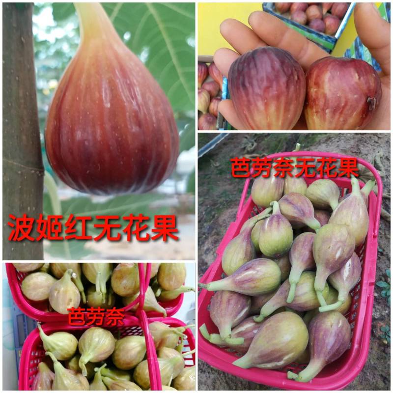 波姬红无花果苗，芭劳奈无花果苗，提供全方位立体化服务支持