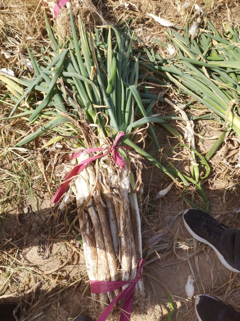 邯郸永年顾小营大葱蔬菜基地