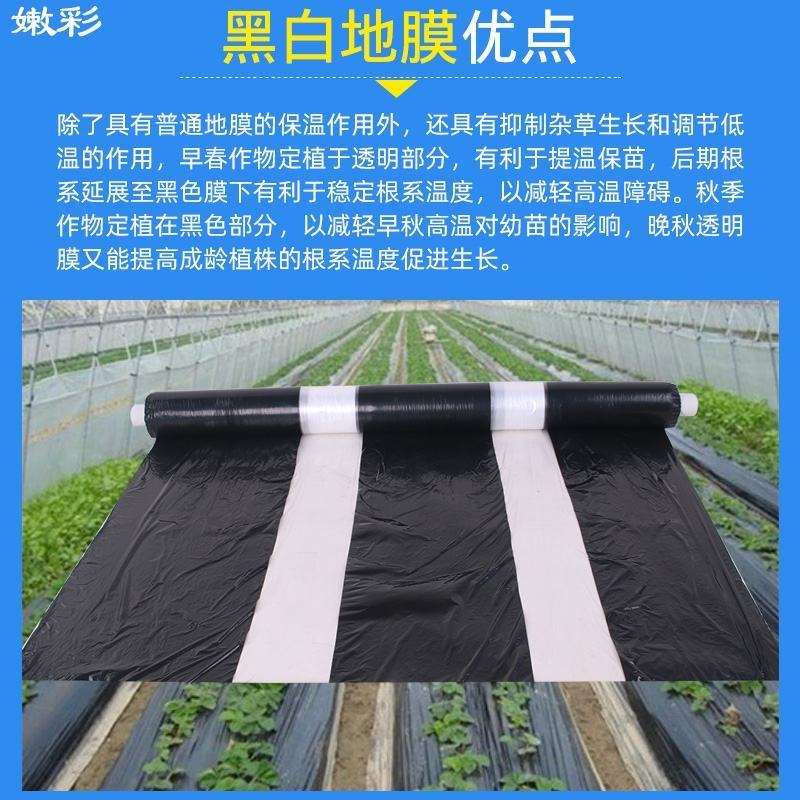 白地膜单白黑白农用地膜白膜薄膜除草膜花生蔬菜大棚育苗农资