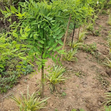 龙爪槐直径2-8公分道路小区别墅绿化苗木可视频看货选货！
