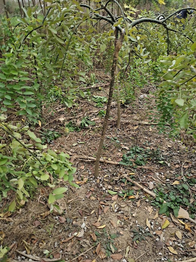 龙爪槐直径2-8公分道路小区别墅绿化苗木可视频看货选货！