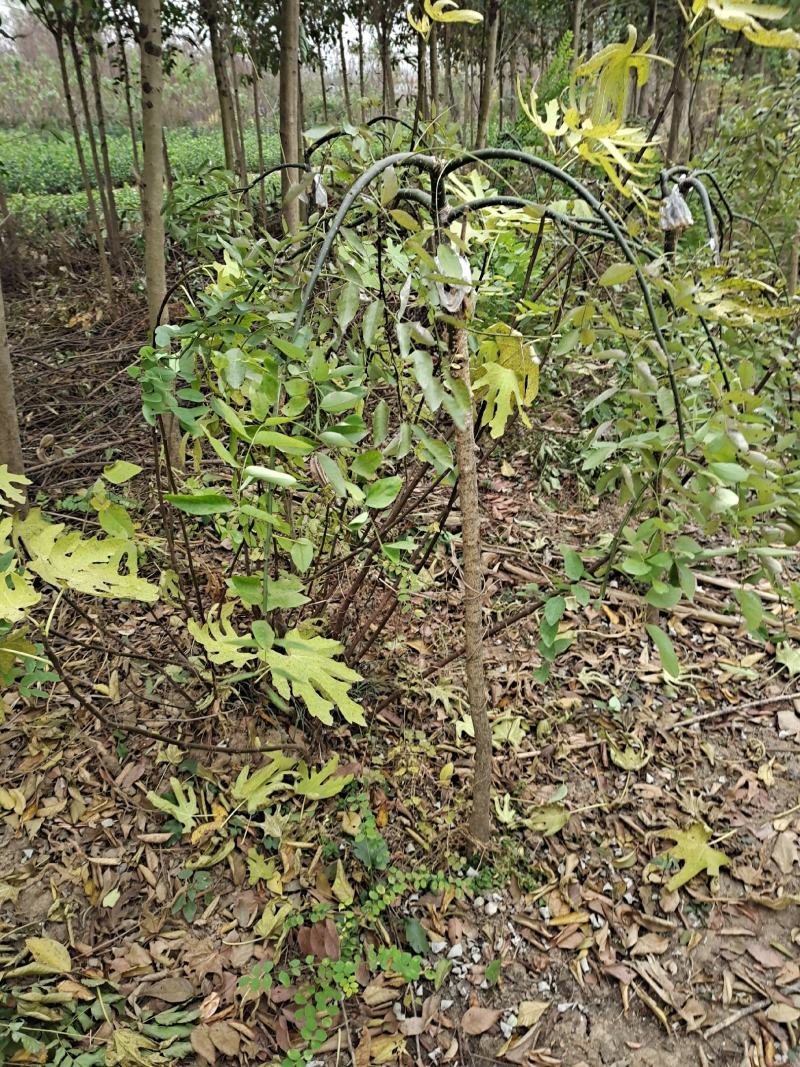 龙爪槐直径2-8公分道路小区别墅绿化苗木可视频看货选货！