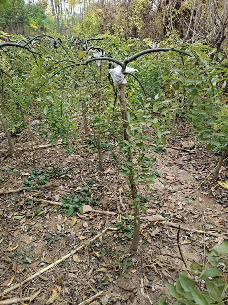 龙爪槐直径2-8公分道路小区别墅绿化苗木可视频看货选货！