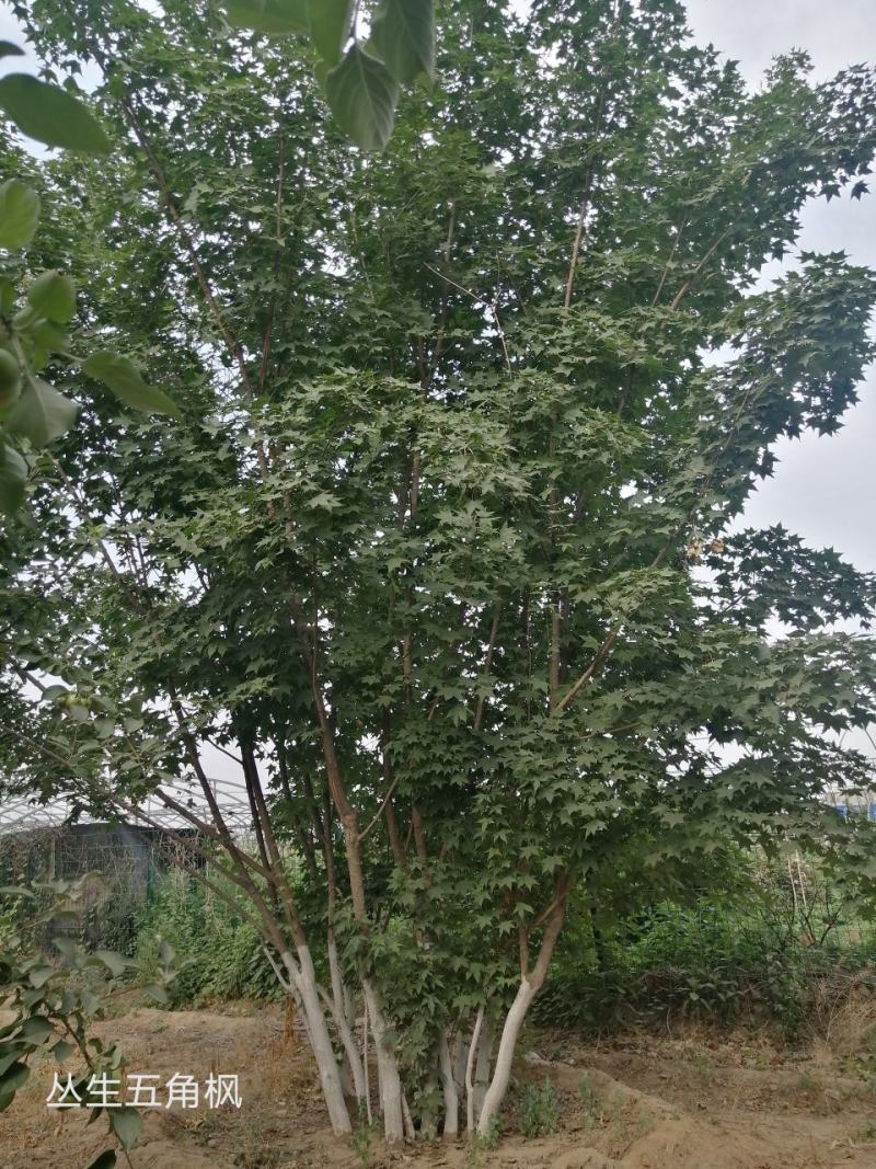 橡树蒙古栎丛生蒙古栎河北定州