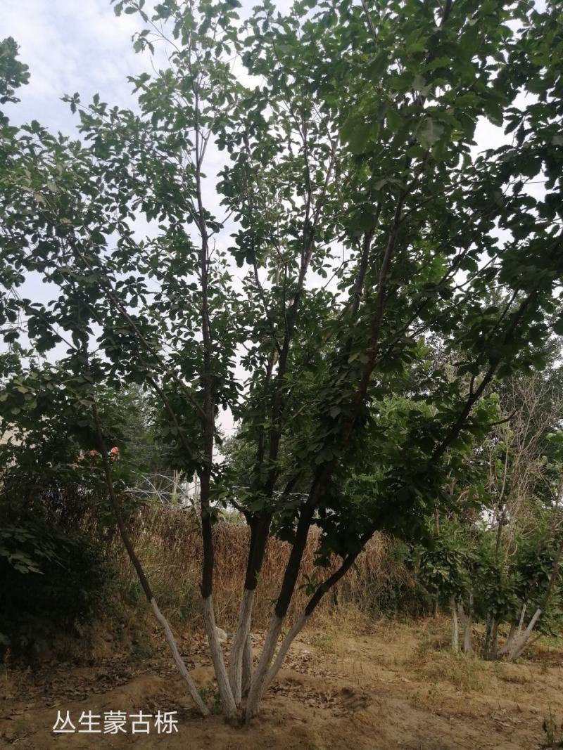 橡树蒙古栎丛生蒙古栎河北定州