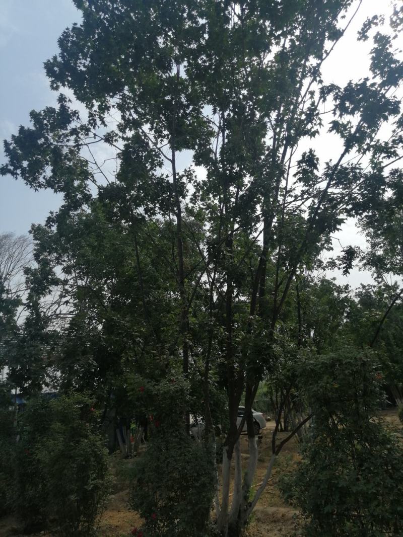 橡树蒙古栎丛生蒙古栎河北定州