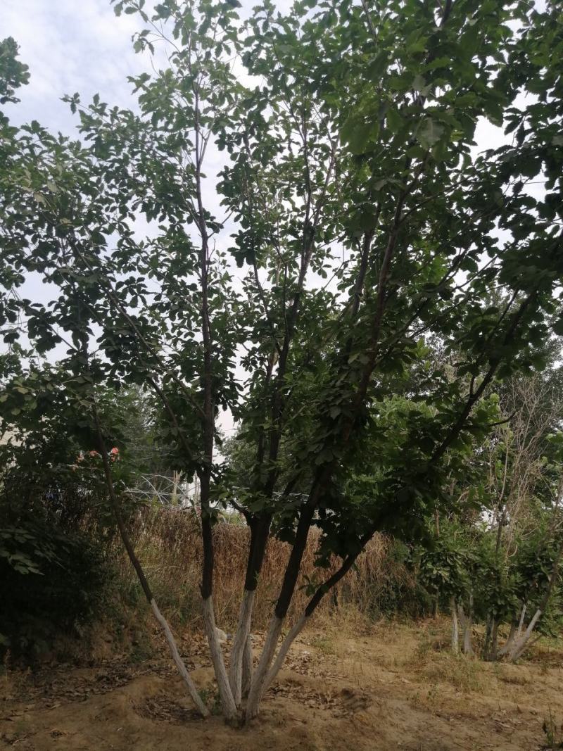 橡树蒙古栎丛生蒙古栎河北定州