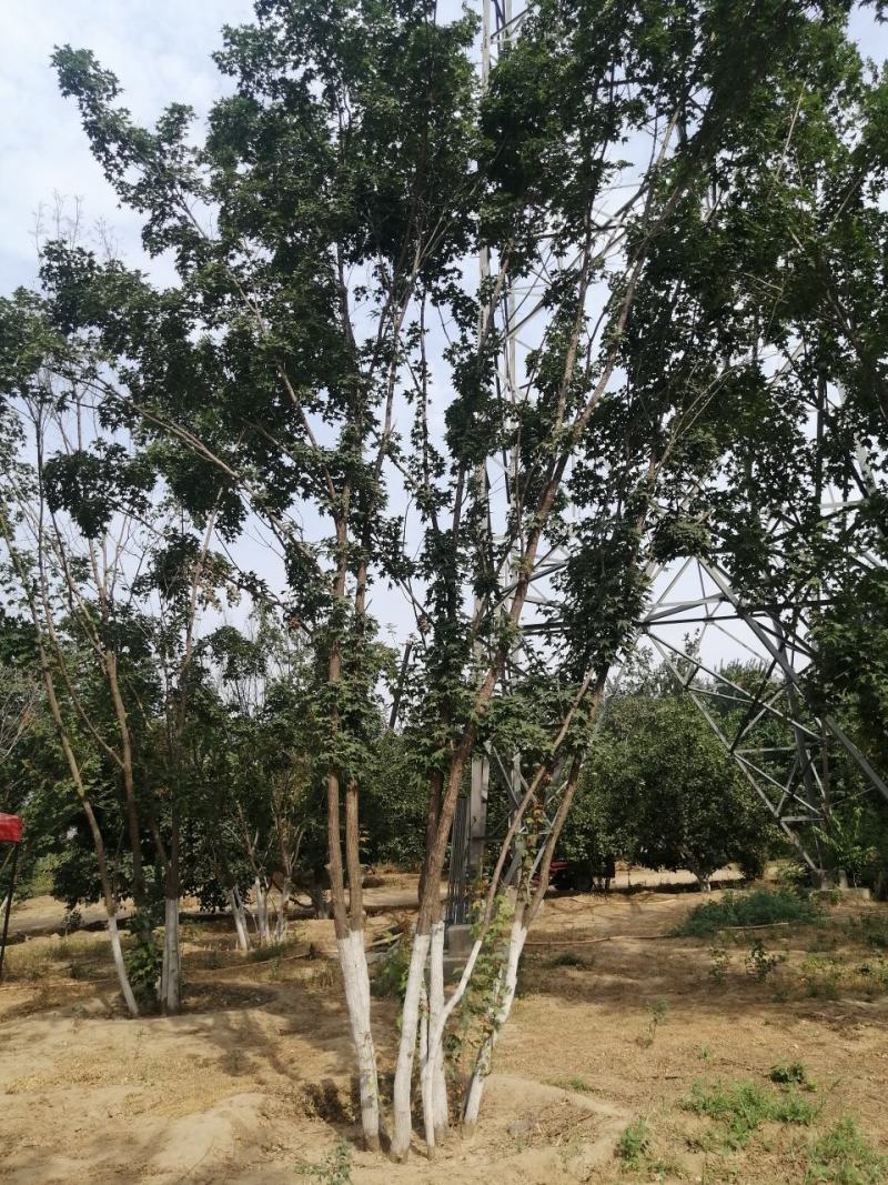 橡树蒙古栎丛生蒙古栎河北定州