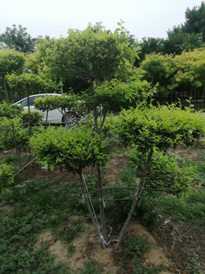 造型金叶榆造型金叶榆产地直销河北定州