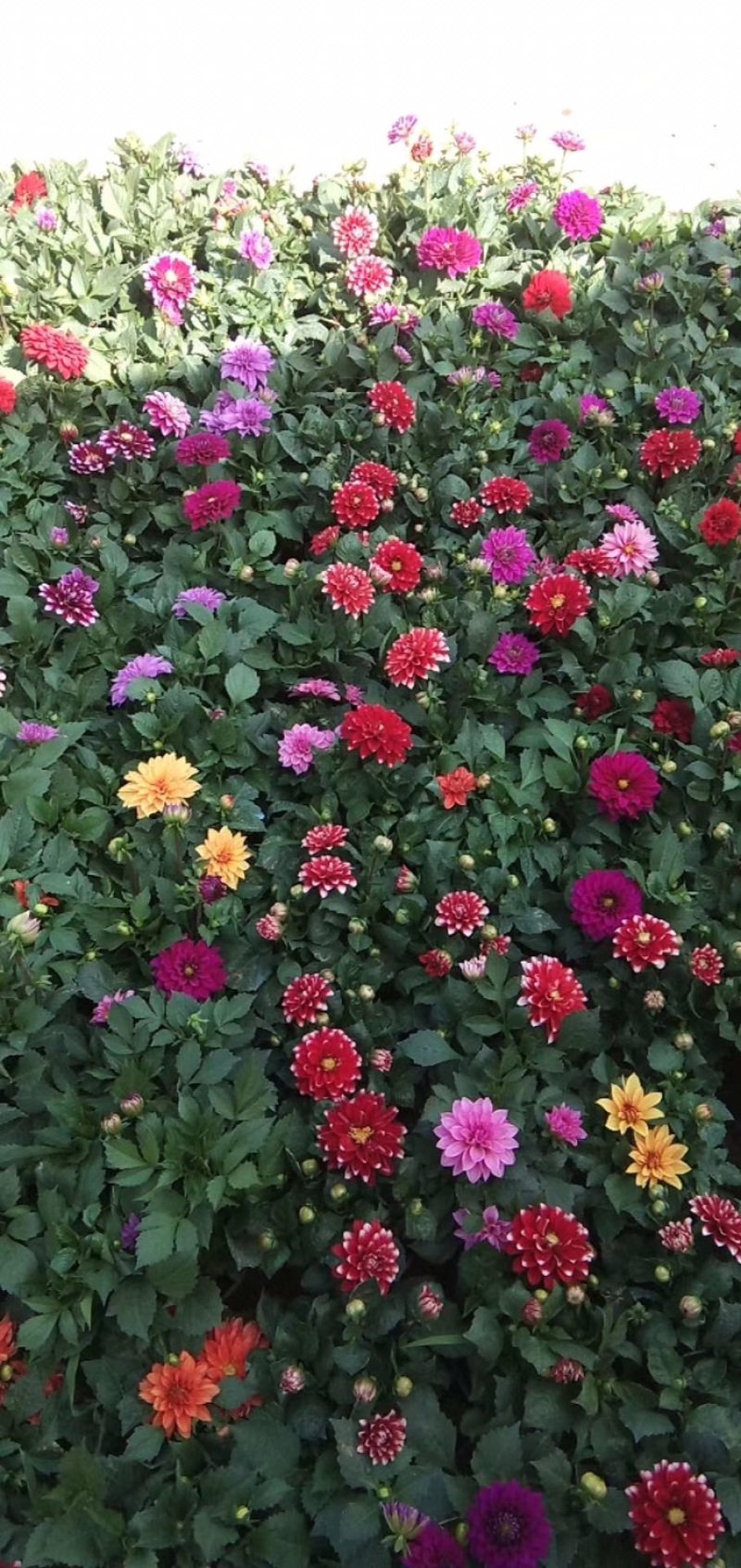 大丽花花苗花四季小丽花盆栽带花苞阳台庭院花卉多年天竺牡丹