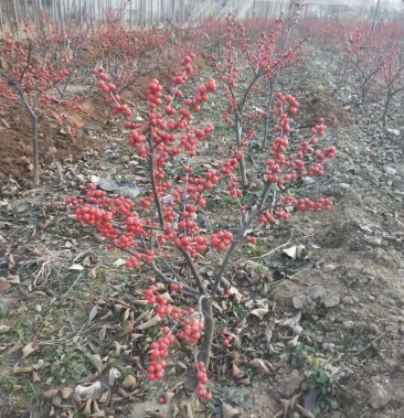 北美冬青价格,北美冬青基地,北美冬青规格全,视频看货