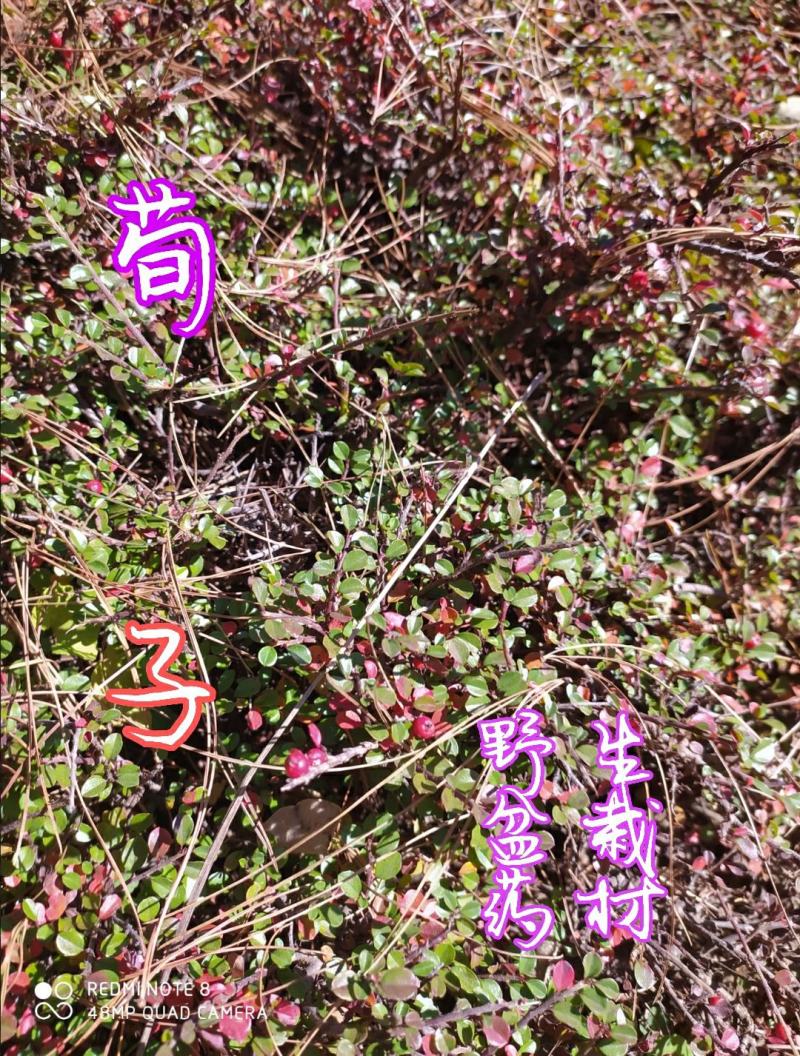 贵州毕节古夜郎大地野生中药材荀子下单现采