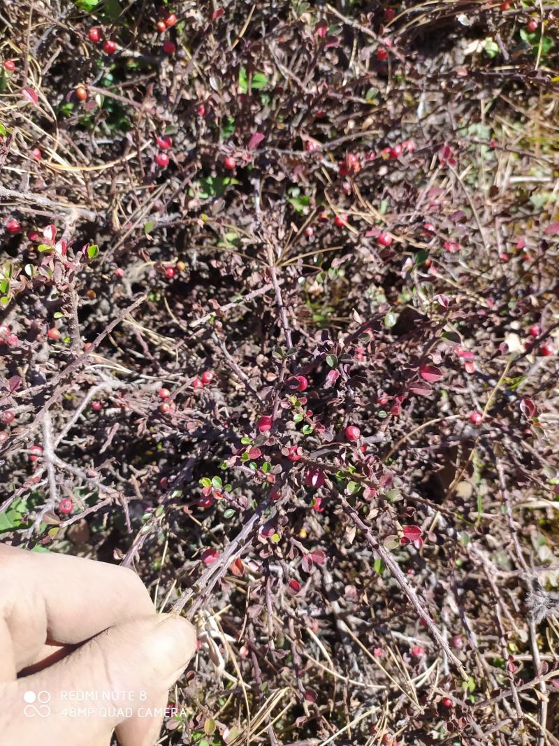 贵州毕节古夜郎大地野生中药材荀子下单现采