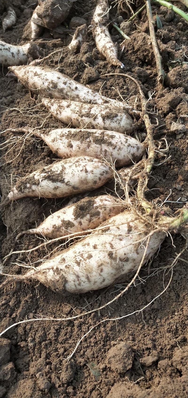 西瓜红红薯苗，脱毒红薯苗，基地发货，保质保量
