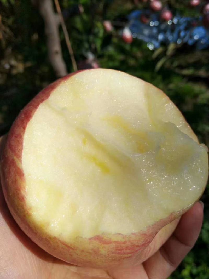 精品高原纸加膜红富士孕妇水果甜脆水