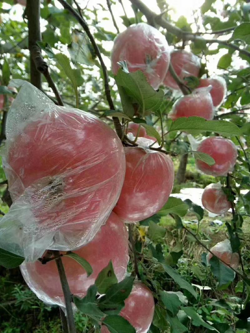 精品高原纸加膜红富士孕妇水果甜脆水