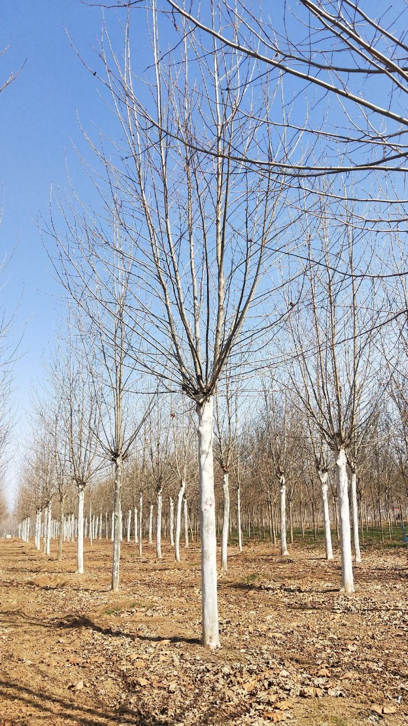 山东菏泽郓城县大量出售15公分两年冒法桐