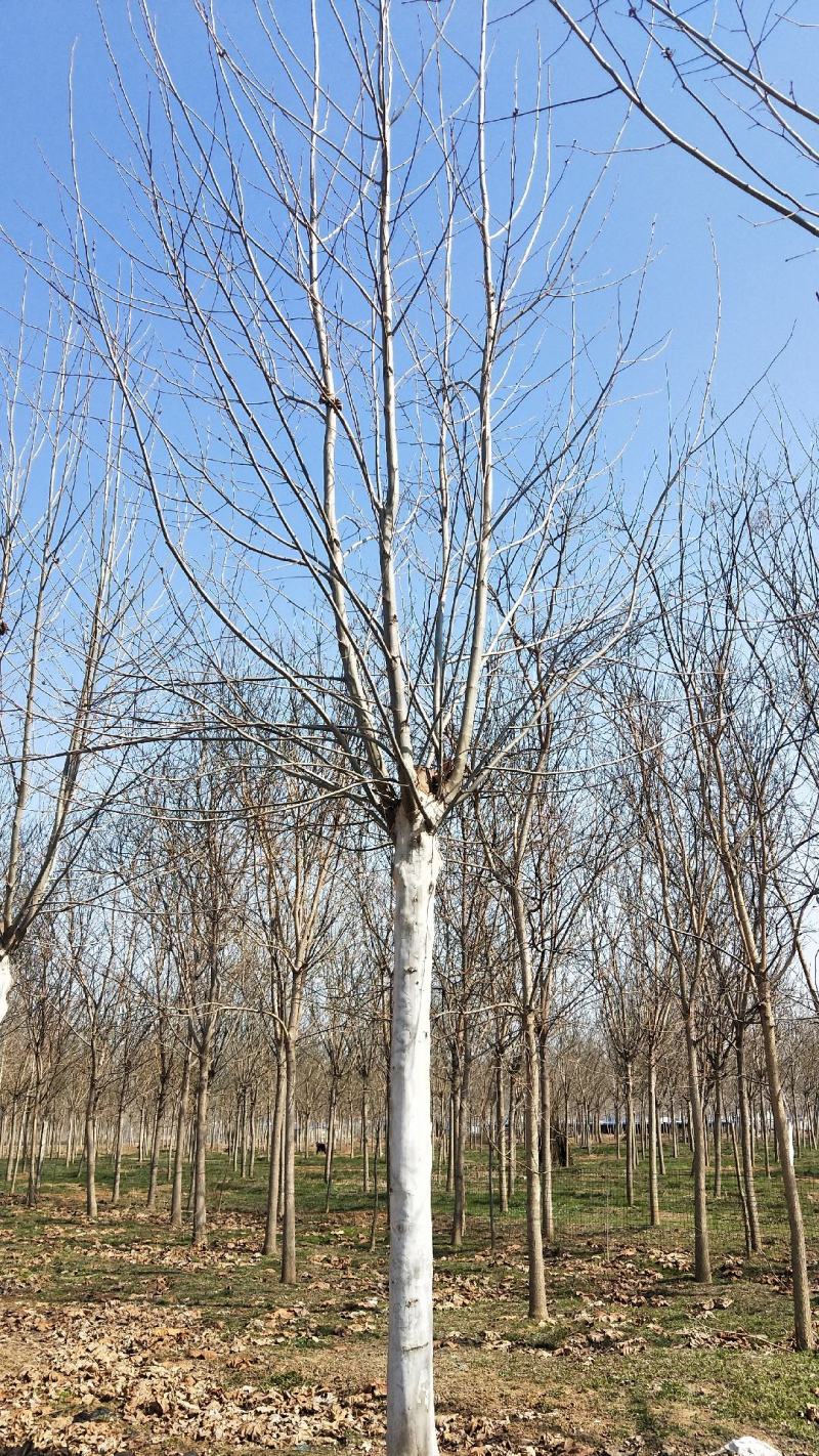 山东菏泽郓城县大量出售15公分两年冒法桐