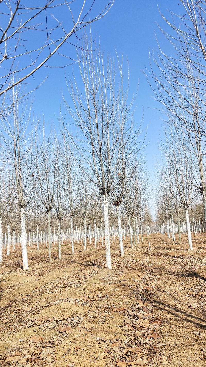 山东菏泽郓城县大量出售15公分两年冒法桐