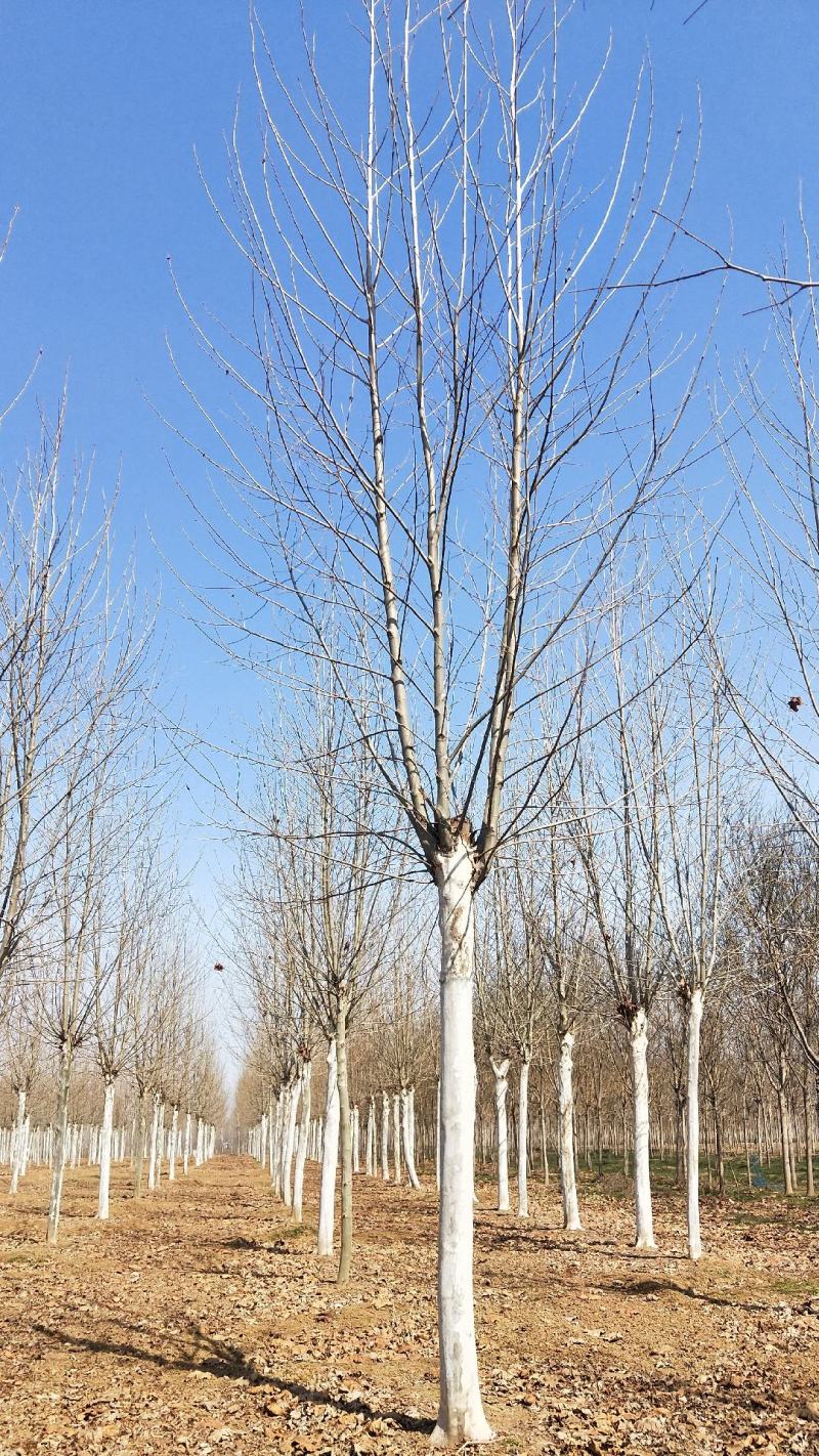 山东菏泽郓城县大量出售15公分两年冒法桐