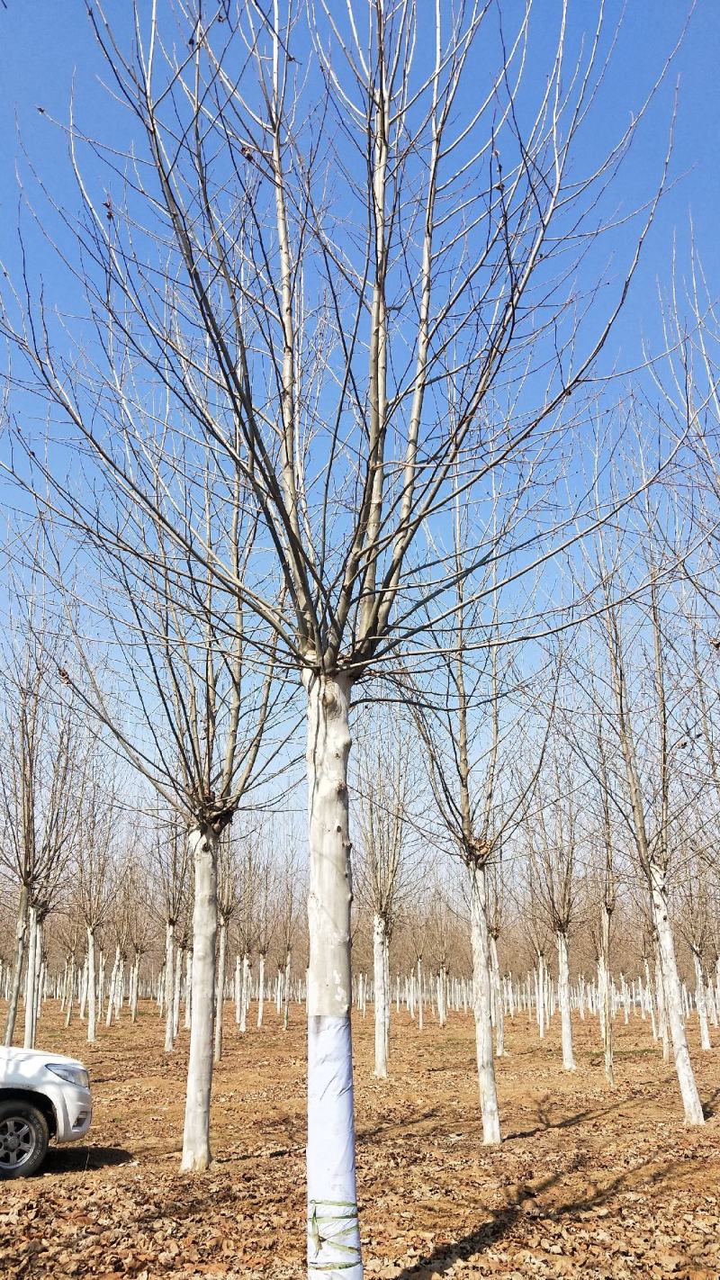 山东菏泽郓城县大量出售15公分两年冒法桐