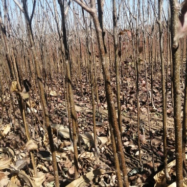 苹果梨苗出售量大优惠，