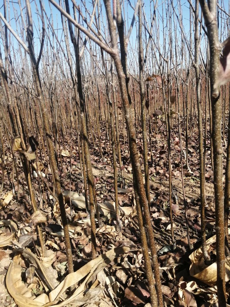 苹果梨苗出售量大优惠，