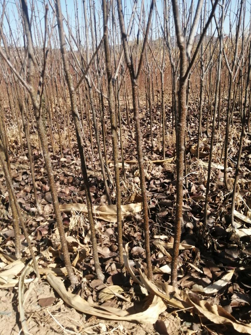 苹果梨苗出售量大优惠，