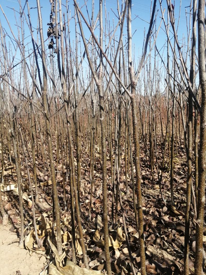 苹果梨苗出售量大优惠，