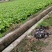 四川莴苣产地现货现发品种规格多样量大价优一手货