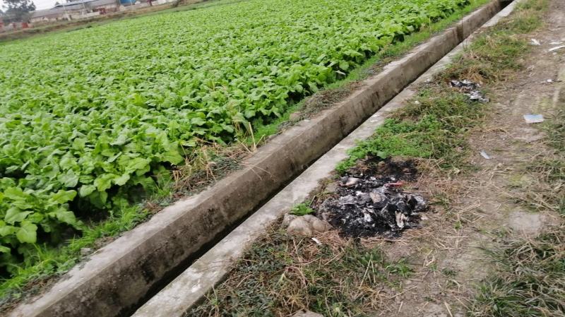 四川莴苣产地现货现发品种规格多样量大价优一手货