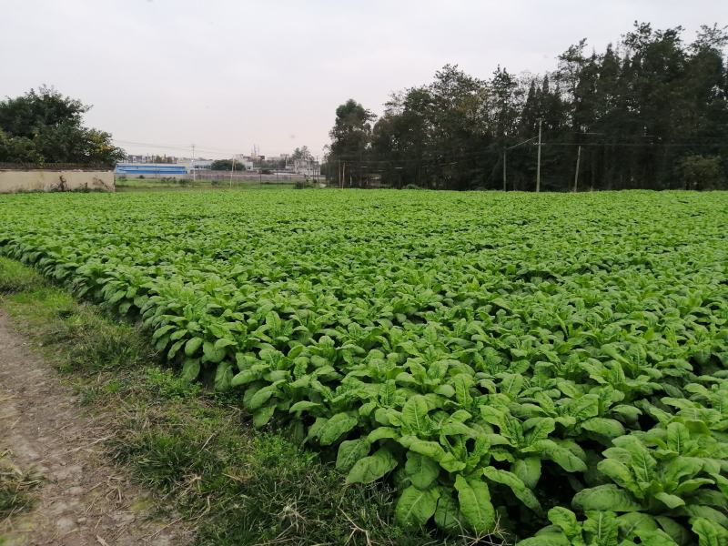 四川莴苣产地现货现发品种规格多样量大价优一手货