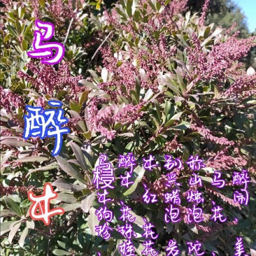 贵州毕节古夜郎大地野生盆栽马醉木下单现采