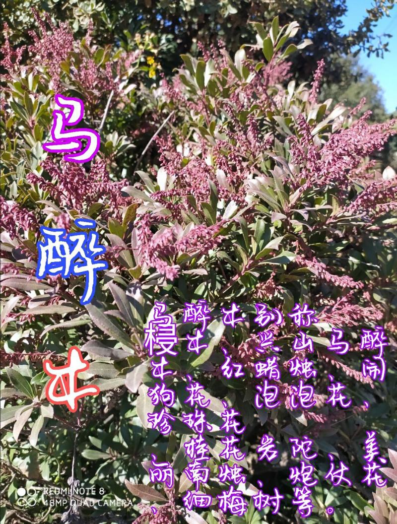 贵州毕节古夜郎大地野生盆栽马醉木下单现采