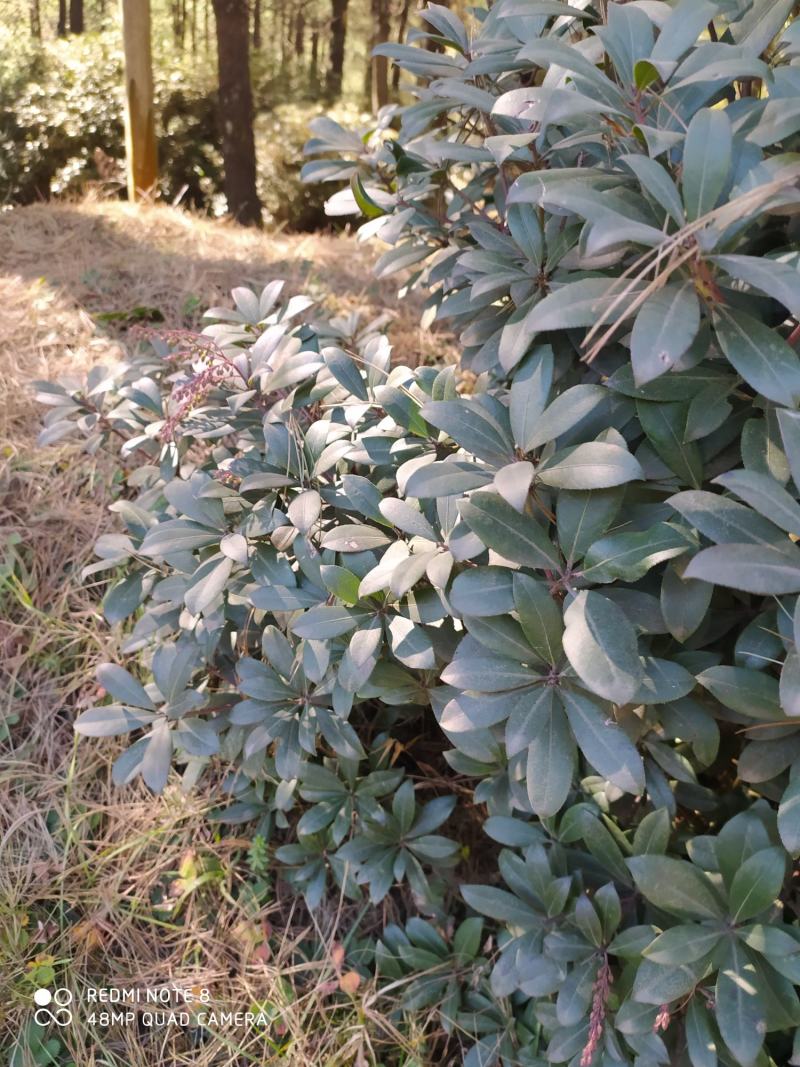 贵州毕节古夜郎大地野生盆栽马醉木下单现采