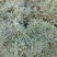 贵州毕节古夜郎大地野生盆栽马醉木下单现采