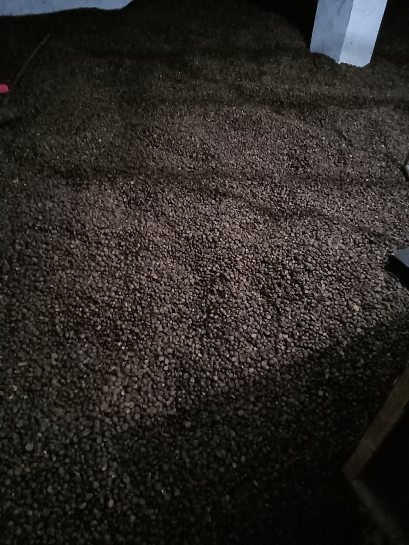 油茶籽，霜降野生小籽，全干籽，出油率高，手工去壳，无霉变