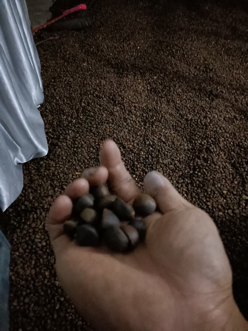 油茶籽，霜降野生小籽，全干籽，出油率高，手工去壳，无霉变