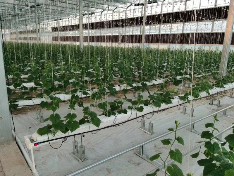 智能温室无土栽培种植275克高锌层椰糠槽支架