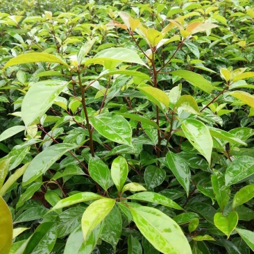 油樟苗地苗袋苗黄葛兰佛手苗药枳壳砂仁苗